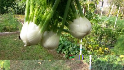 252.jpg (134.44 KiB) Osservato 542 volte 252.jpg