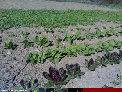 30092017orto-casa.jpg (283.49 KiB) Osservato 532 volte 30092017orto-casa.jpg