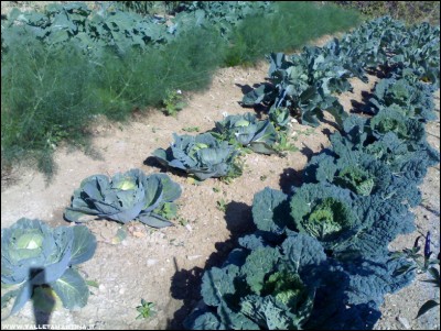 30092017cavoli-finocchi.jpg (282.7 KiB) Osservato 532 volte 30092017cavoli-finocchi.jpg