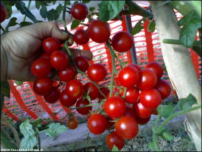 30092017ciliegini-serra.jpg (225.82 KiB) Osservato 531 volte 30092017ciliegini-serra.jpg