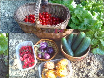 30092017raccolto.jpg (314.62 KiB) Osservato 531 volte 30092017raccolto.jpg