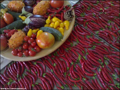 30092017peppers.jpg (312.72 KiB) Osservato 531 volte 30092017peppers.jpg