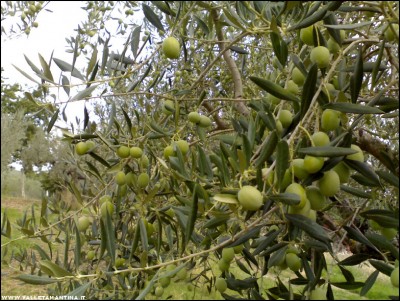 02102017olive.jpg (281.68 KiB) Osservato 452 volte 02102017olive.jpg