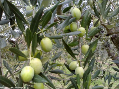 02102017olive2.jpg (238.5 KiB) Osservato 452 volte 02102017olive2.jpg