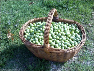 02102017olive3.jpg (338.8 KiB) Osservato 452 volte 02102017olive3.jpg