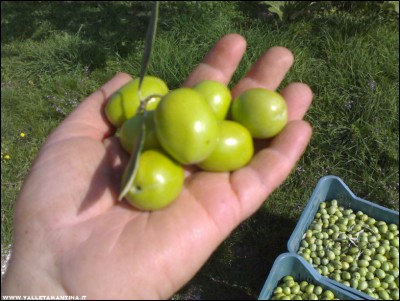 02102017olive4.jpg (198.8 KiB) Osservato 452 volte 02102017olive4.jpg