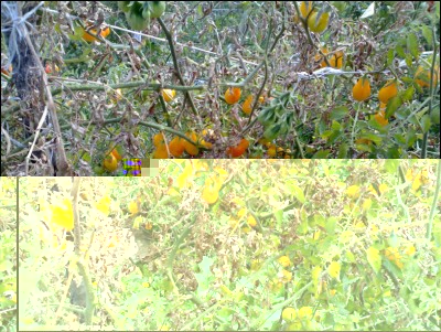 02102017yellow-pear.jpg (349.92 KiB) Osservato 450 volte 02102017yellow-pear.jpg