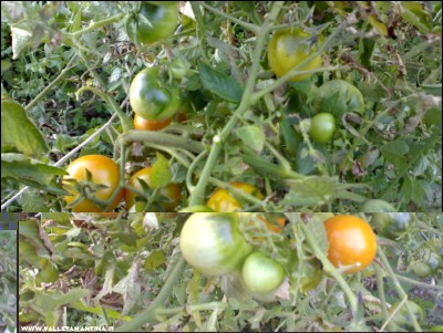 02102017pomodori-pendolo.jpg (234.67 KiB) Osservato 450 volte 02102017pomodori-pendolo.jpg