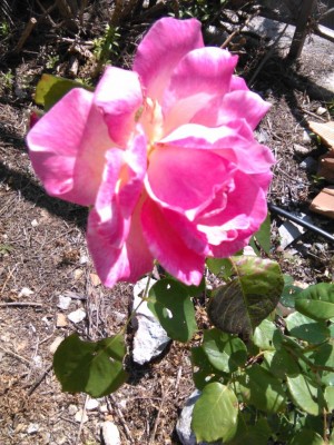 Rosa rosa 2.jpg