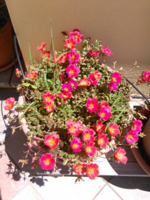 Portulaca.jpg