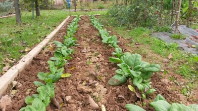 256.jpg (150.08 KiB) Osservato 525 volte 256.jpg