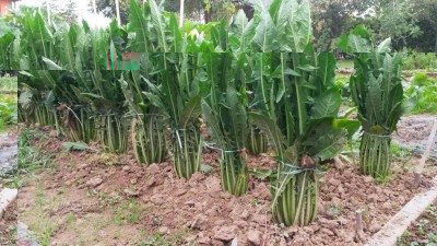 259.jpg (148.67 KiB) Osservato 524 volte 259.jpg