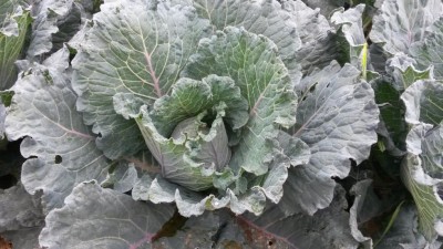 261.jpg (110.77 KiB) Osservato 524 volte 261.jpg