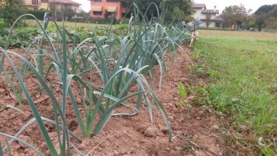 265.jpg (145.88 KiB) Osservato 625 volte 265.jpg