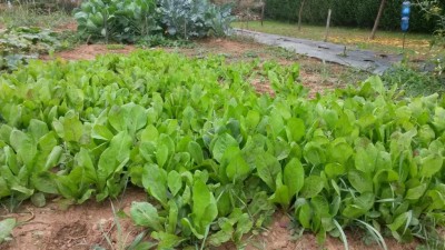 266.jpg (118.78 KiB) Osservato 625 volte 266.jpg