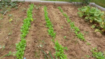 267.jpg (137.6 KiB) Osservato 625 volte 267.jpg