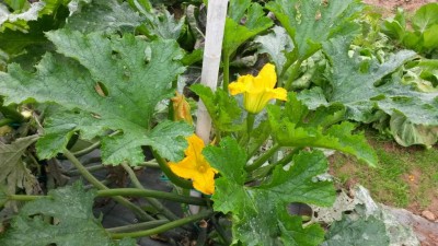 268.jpg (117.54 KiB) Osservato 625 volte 268.jpg