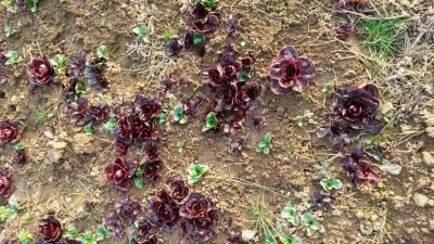 270.jpg (190.46 KiB) Osservato 592 volte 270.jpg