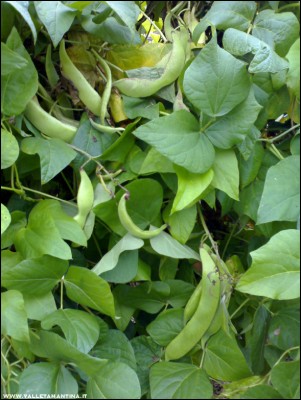 12102017fagioli-Spagna.jpg (201.55 KiB) Osservato 527 volte 12102017fagioli-Spagna.jpg