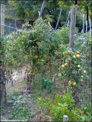 12102017pomodori-levistico.jpg (338.2 KiB) Osservato 527 volte 12102017pomodori-levistico.jpg