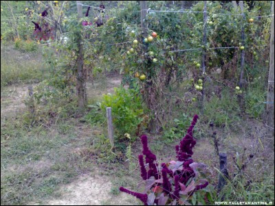 12102017pomodori.jpg (299.71 KiB) Osservato 527 volte 12102017pomodori.jpg