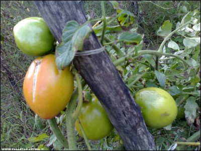 12102017pomodori-verdi.jpg (221.08 KiB) Osservato 527 volte 12102017pomodori-verdi.jpg