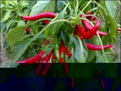 12102017cayenna.jpg (235.26 KiB) Osservato 527 volte 12102017cayenna.jpg