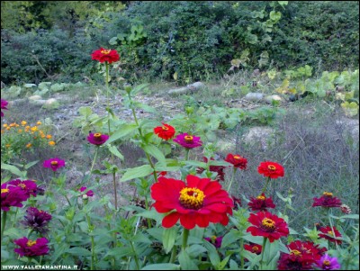 12102017zucche-zinnie.jpg (308.38 KiB) Osservato 527 volte 12102017zucche-zinnie.jpg