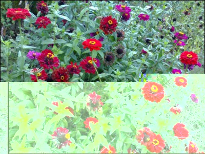 12102017zinnie.jpg (302.06 KiB) Osservato 527 volte 12102017zinnie.jpg