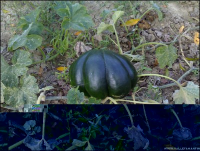 12102017zucca-moscata.jpg (259.06 KiB) Osservato 527 volte 12102017zucca-moscata.jpg