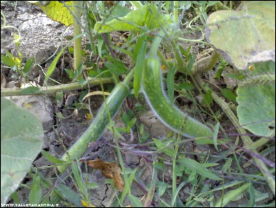 12102017zucche-serpente.jpg (233.52 KiB) Osservato 527 volte 12102017zucche-serpente.jpg