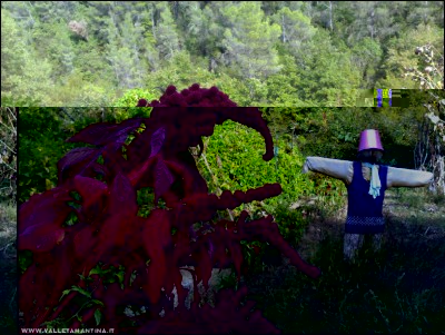 12102017amaranto-Lana.jpg (297.63 KiB) Osservato 527 volte 12102017amaranto-Lana.jpg