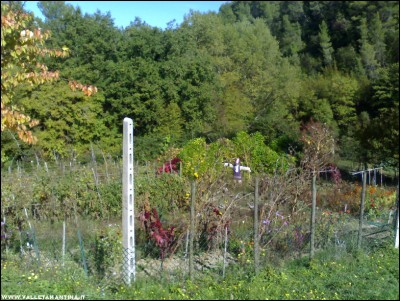 14102017orto.jpg (316.39 KiB) Osservato 527 volte 14102017orto.jpg