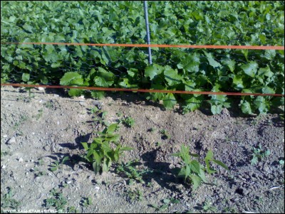 13102017borlotti.jpg (357.56 KiB) Osservato 521 volte 13102017borlotti.jpg