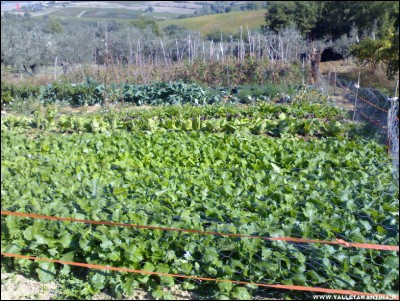 13102017varie.jpg (366.92 KiB) Osservato 521 volte 13102017varie.jpg