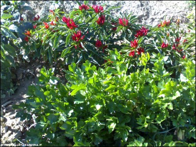 13102017peppers-sedano.jpg (373.15 KiB) Osservato 521 volte 13102017peppers-sedano.jpg