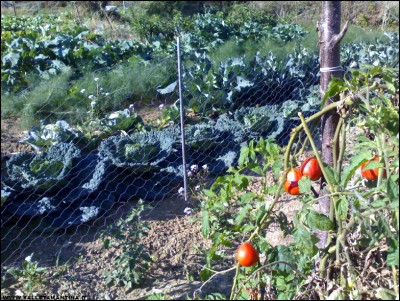 13102017orto-estivo-invernale.jpg (388.3 KiB) Osservato 521 volte 13102017orto-estivo-invernale.jpg