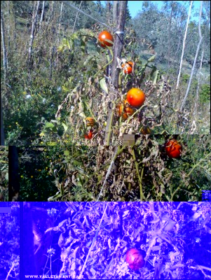 13102017pomodori3.jpg (395.54 KiB) Osservato 519 volte 13102017pomodori3.jpg