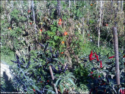 13102017peppers-pomodori.jpg (397.82 KiB) Osservato 519 volte 13102017peppers-pomodori.jpg