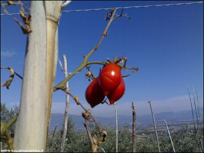 13102017pomodori4.jpg (164.13 KiB) Osservato 519 volte 13102017pomodori4.jpg
