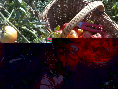 13102017pomodori5.jpg (281.48 KiB) Osservato 519 volte 13102017pomodori5.jpg