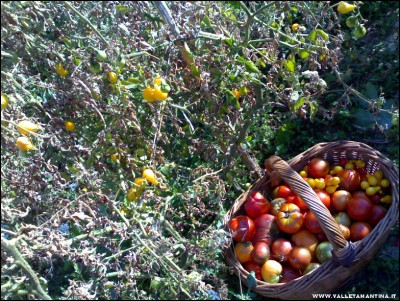 13102017yellow-pear.jpg (397.38 KiB) Osservato 519 volte 13102017yellow-pear.jpg