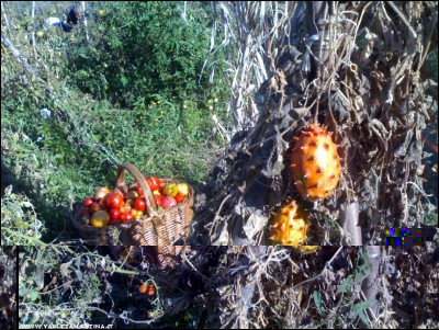 13102017kiwani.jpg (365.72 KiB) Osservato 519 volte 13102017kiwani.jpg