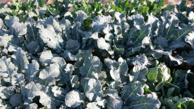 282.jpg (137.92 KiB) Osservato 542 volte 282.jpg