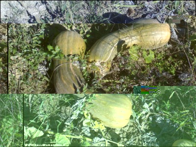 15102017zucche-napoletane.jpg (311.33 KiB) Osservato 476 volte 15102017zucche-napoletane.jpg