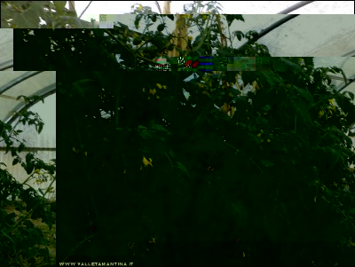 15102017ciliegini-fiore.jpg (220.15 KiB) Osservato 470 volte 15102017ciliegini-fiore.jpg