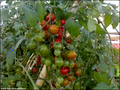 15102017ciliegini.jpg (230.64 KiB) Osservato 470 volte 15102017ciliegini.jpg