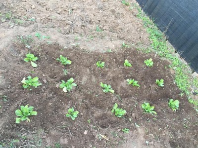 IMG_5594.JPG (218.33 KiB) Osservato 1044 volte IMG_5594.JPG