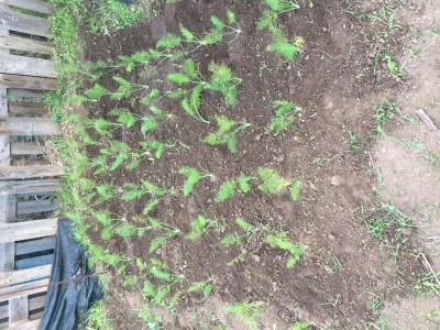 IMG_5591.JPG (218.1 KiB) Osservato 1042 volte IMG_5591.JPG