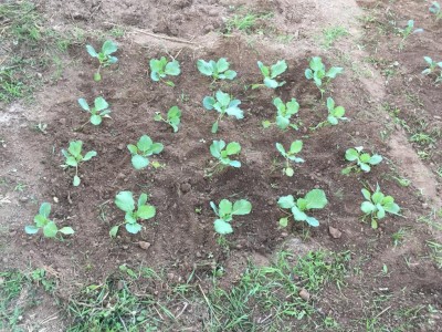 IMG_5592.JPG (232.05 KiB) Osservato 991 volte IMG_5592.JPG